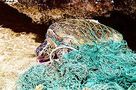 300px-Turtle_entangled_in_marine_debris_(ghost_net) 300px-Turtle_entangled_in_marine_debris_(ghost_net)